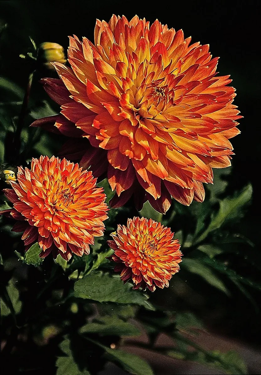 Garden dahlia hand-tied
