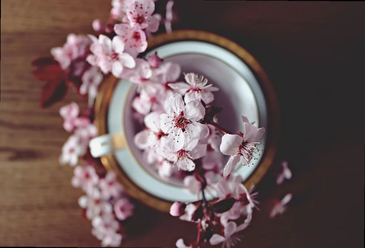 spring, hd wallpaper, cherry, bloom, blossom, nature, tree, branch, flower, blooming, beautiful flowers, floral, pink, g