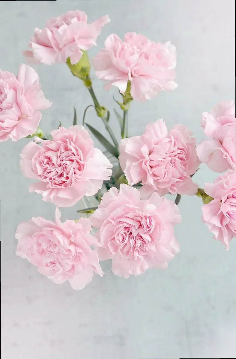 Fortnightly subscription bunch