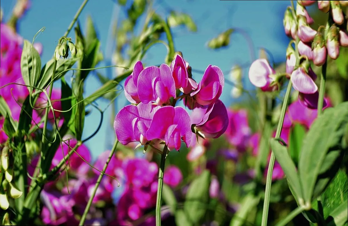 Summer sweet pea bunch